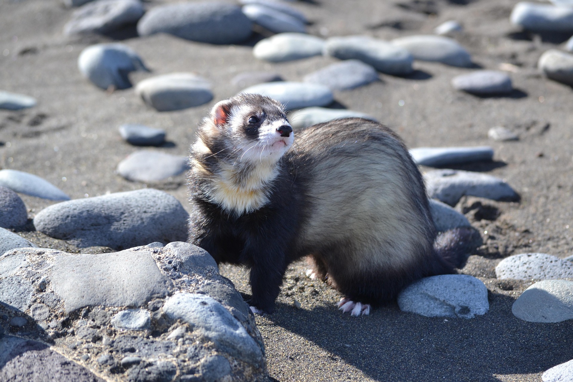 Ferret resting calmly — veterinary care for every species at PetsInSync