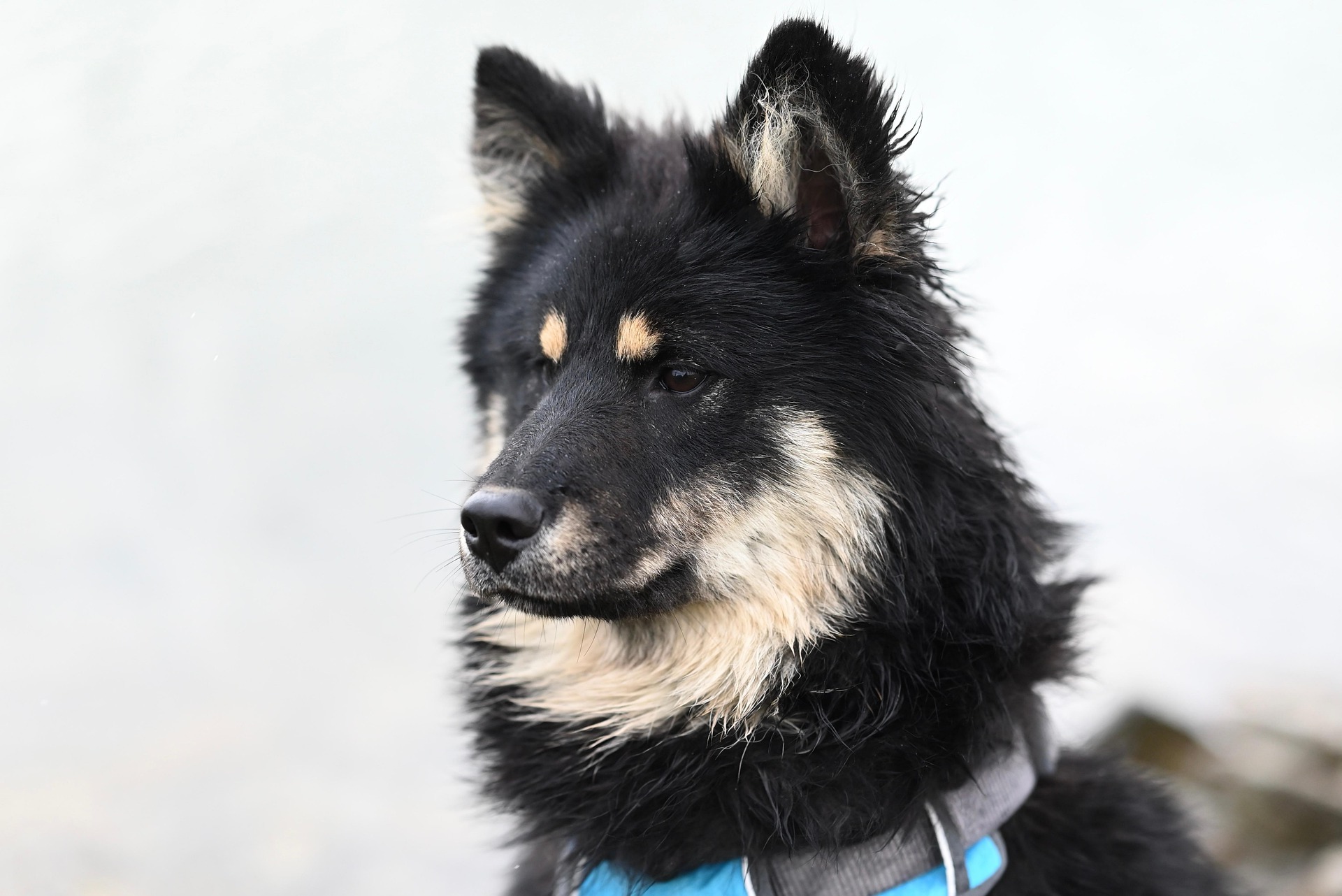 A happy dog — premium pet care at PetsInSync