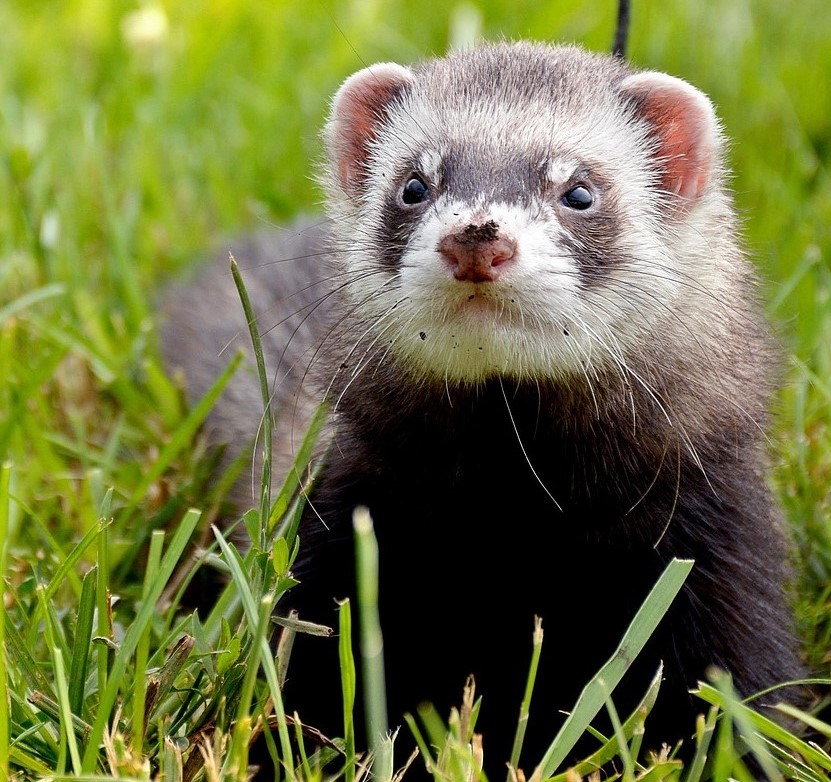 A ferret in trusted care — every species welcome