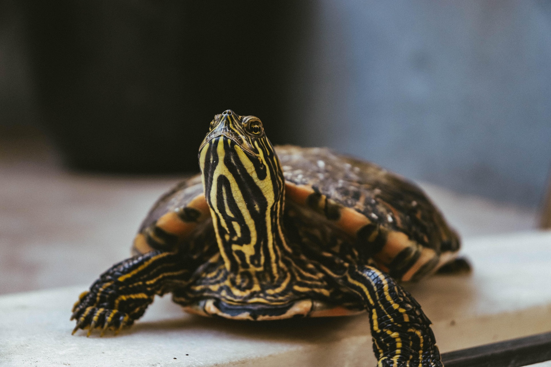 Box turtle — hand-picked food, toys and wellness for every kind of pet