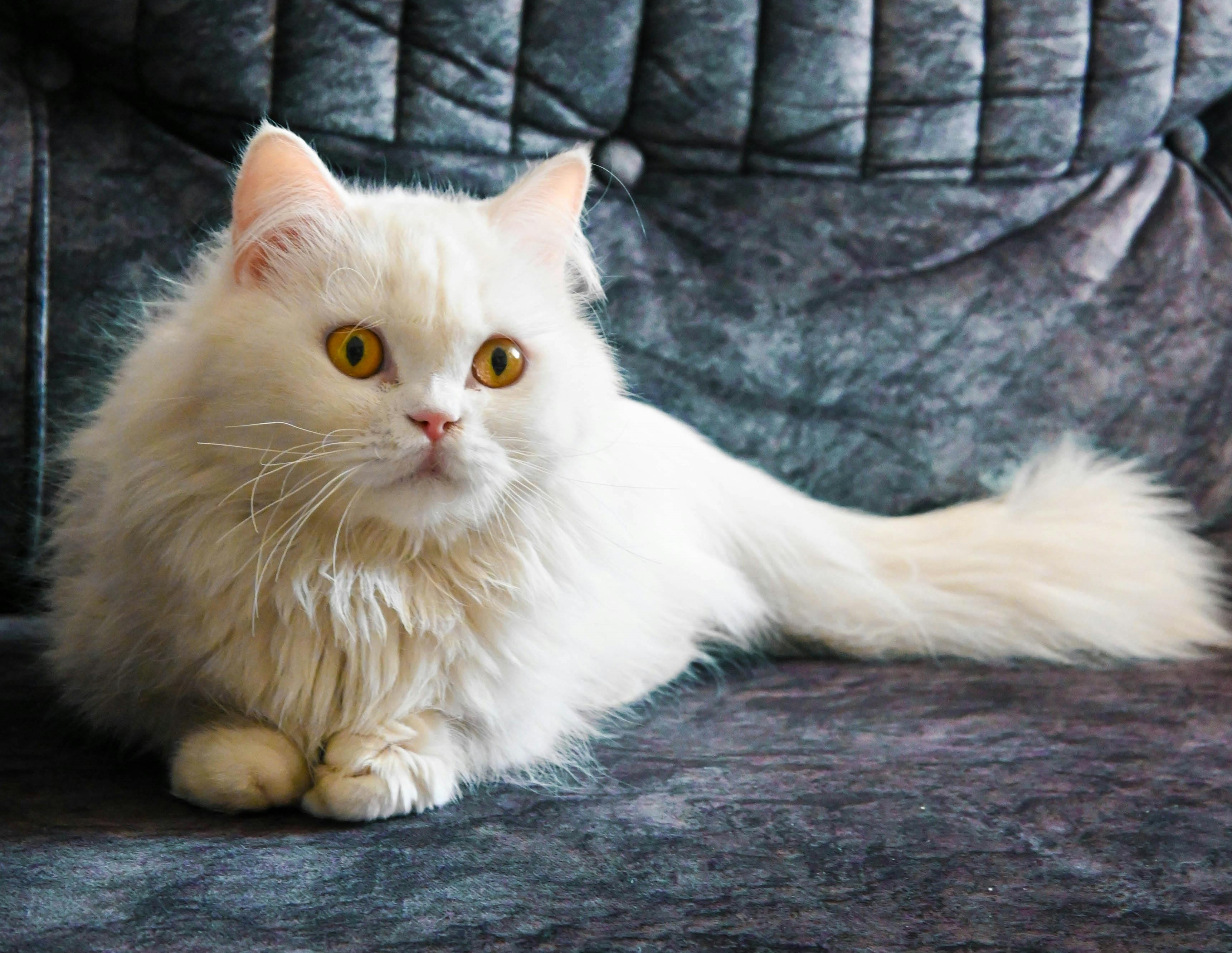 Long-haired white cat after a gentle grooming session at PetsInSync