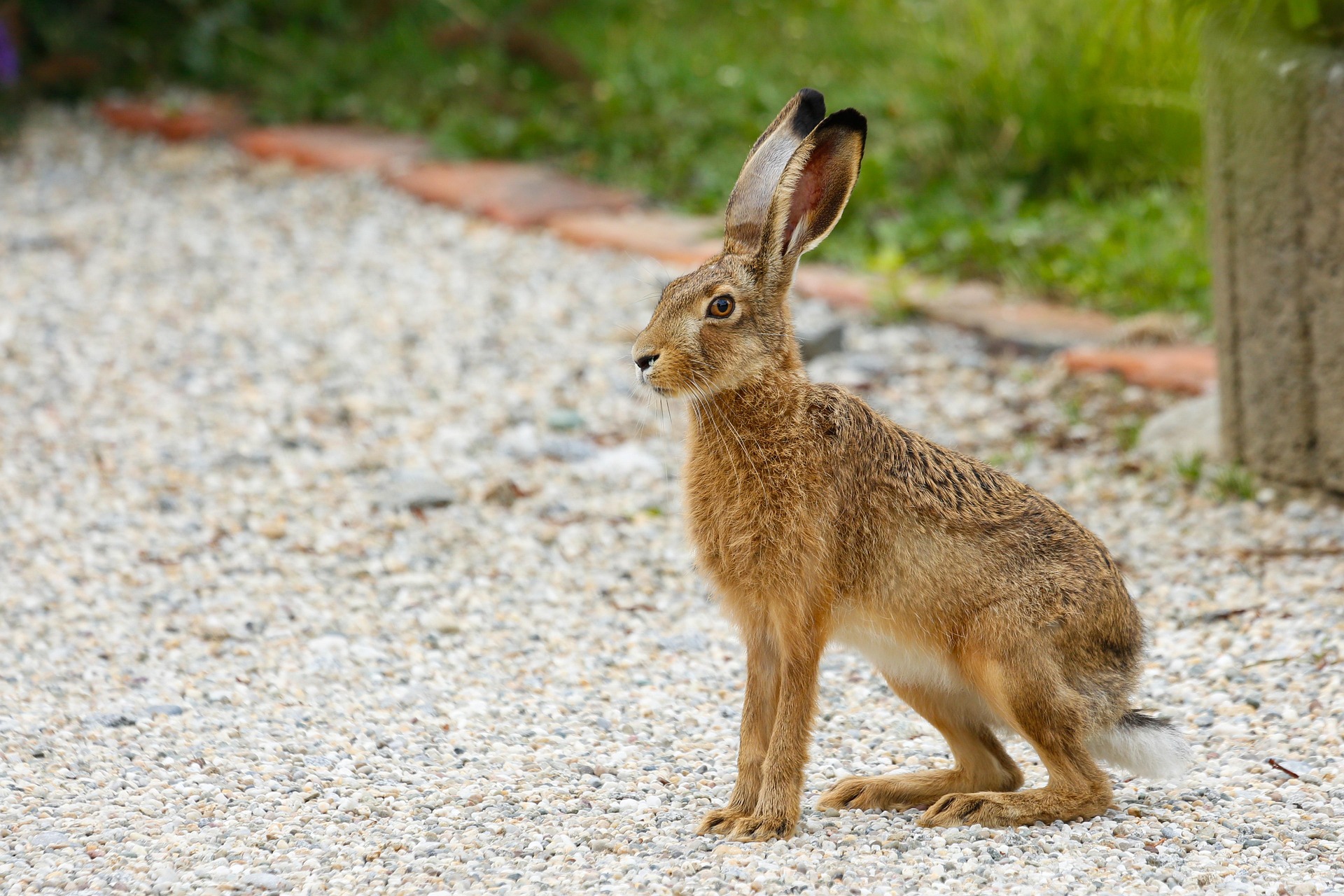 A rabbit being gently cared for by a specialist