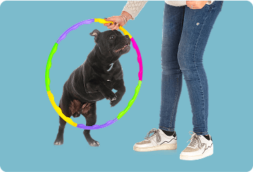 Pet Sitting & Walking